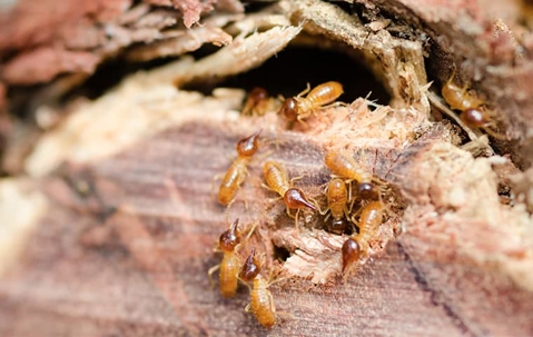 Termites