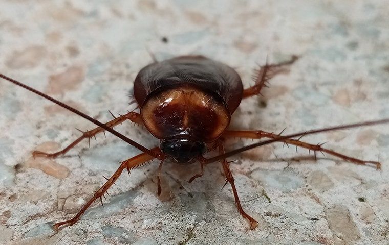 Insect Houston Houston's Most Common Seasonal Pests and How to Keep Them Out | H-Town ...